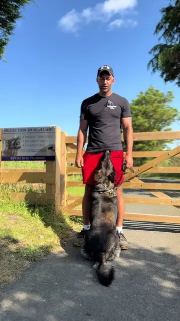 Family protection dog #dogtrainer #protectiontraining 