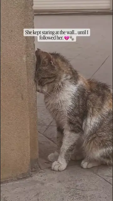 I thought the stray mother cat was simply resting beside the wall. Then she slow