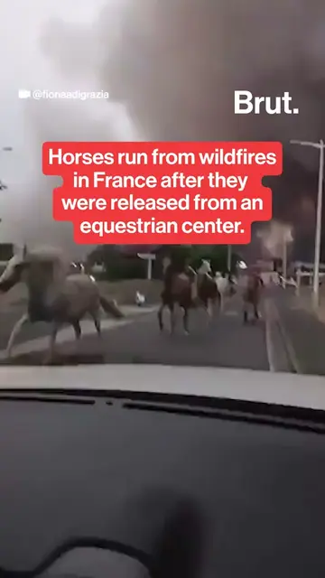Footage of horses running from wildfire smoke after they were freed from an eque
