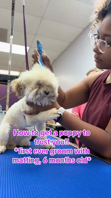 A puppy’s first grooming experiences matter so much. 🐶✂️🤍 The goal isn’t alway