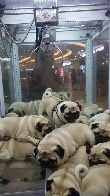 He thought he was getting a teddy bear… 🧸🐶😂 #pug #puglife #bearmachine #funny