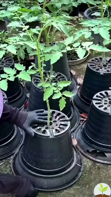 Growing tomatoes upside down method #GardenTips #gardenhacks #backyardgarden #To