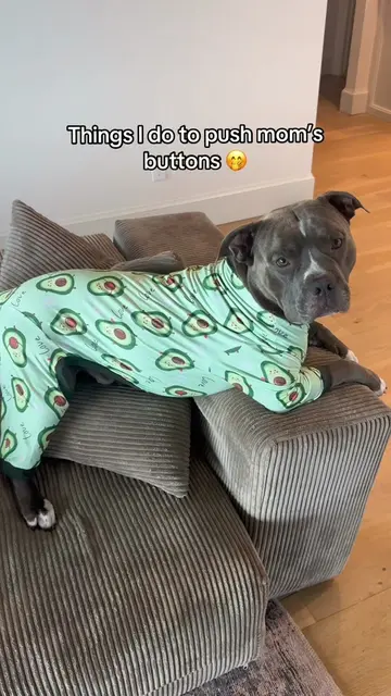 Professional button pusher😁 #dogmomlife #dogtok #adogslife #funnydogvideos #pit