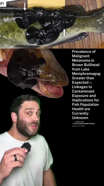 The Mystery of the Lake Memphremagog Catfish | Bad news for North America’s Brow