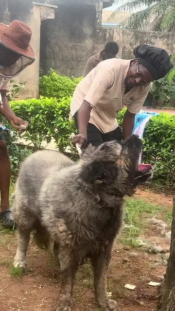 Ever wondered what it’s like grooming a giant Caucasian Shepherd that hates chai
