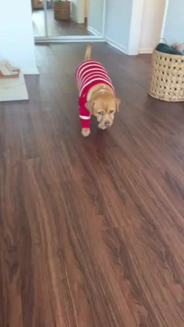cashew being cashew ❤️ #cashew #cashewtok #dogsoftiktok #dogsinclothes #dogsweat