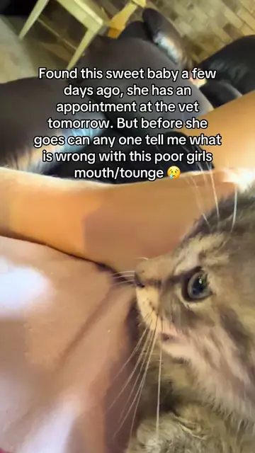 Poor little baby 😢 #cat #kitty #vet #catsoftiktok #straycat 
