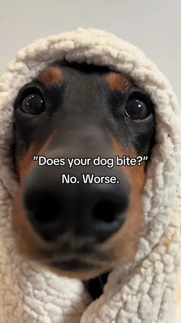 So scary😱🦇 #dog #dogsoftiktok #funnydog #doglover #doggo 