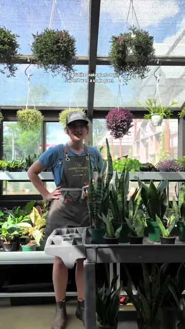 Looking for another plant that’s low maintenance and a great choice for beginner