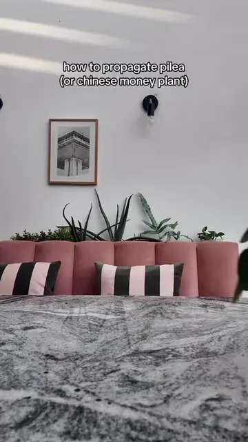 How to propagate pilea (or Chinese money plant) from pups 🌱 I love my pilea pla