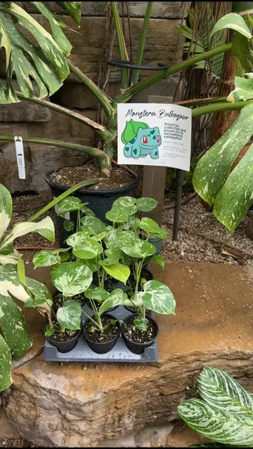 happy monstera monday! 💚 just wanted to show off my newest baby & another dream