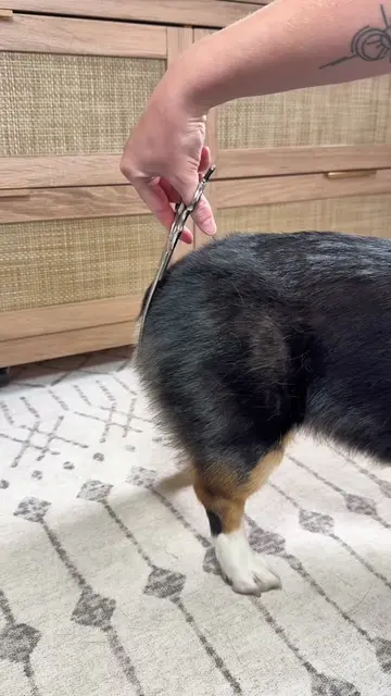 Am I the only corgi owner who does this? 👀 I’d genuinely love to hear what your