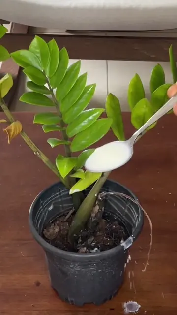 ¡El secreto definitivo para que tus plantas crezcan fuertes, verdes y sin plagas