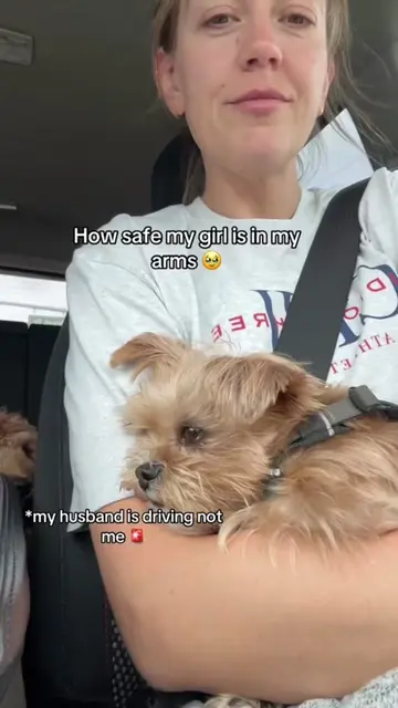 Love her 😭 #shorkie #puppy #dog #shizhu #onthisday 