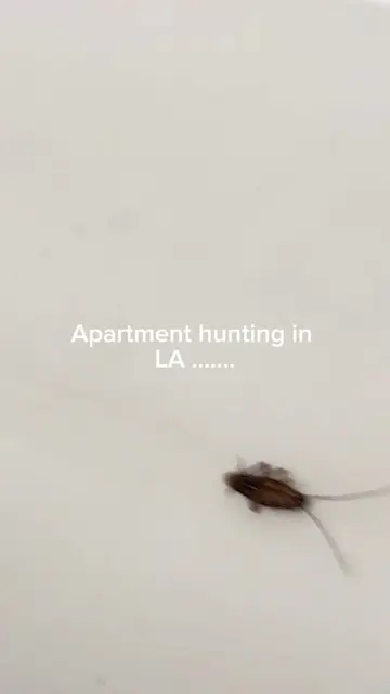 lmao getting the full city hunting apartment experience #roaches #apartmenthunt 