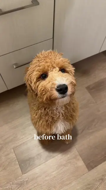 3 jerky sticks and 5 icecubes later #bathtime #goldendoodle #fluffy #smellgood 