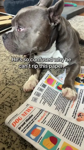 If your dog likes to rip up paper, they need this!  #pocketbully #americanbully 