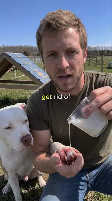 Itchy paw remedy for your pitbull 🐾 #doghealth #pitbull #rescuedog #dog 