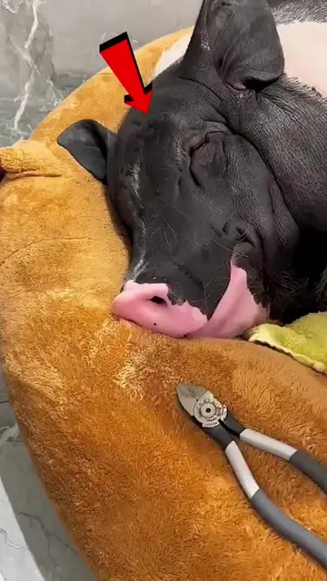 Trimming a pig’s teeth while it sleeps! 🤫✂️#petpig #pigs #petcare #uniquepets #