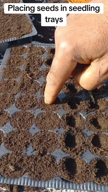 This is how to plant your seeds in seedling trays the right way 