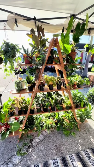 5 plants we didn't sell any of at this past weekends plant sale! If you'd buy th