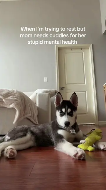 This is a daily occurrence #puppy #husky #dogsoftiktok #kiaandkya #MentalHealth 