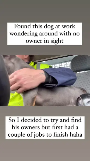 I found a lost dog at work...🥺 @the_bipolarlife #lostdog #lostpet #dogvideo #do