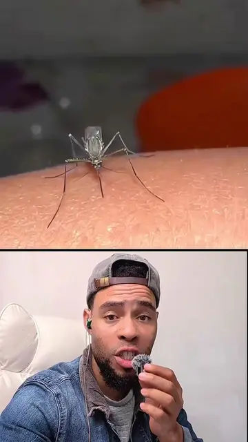 Tout Moustik Veye Pou Pa Al Mode Misye #storytime #mosquito #journal #haitiantik