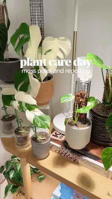 A relaxing plant care day! Some of my baby monsteras were outgrowing their pots 