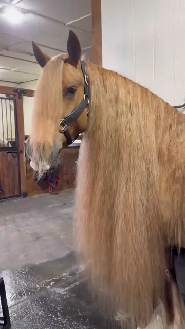 #horse #pet #grooming 