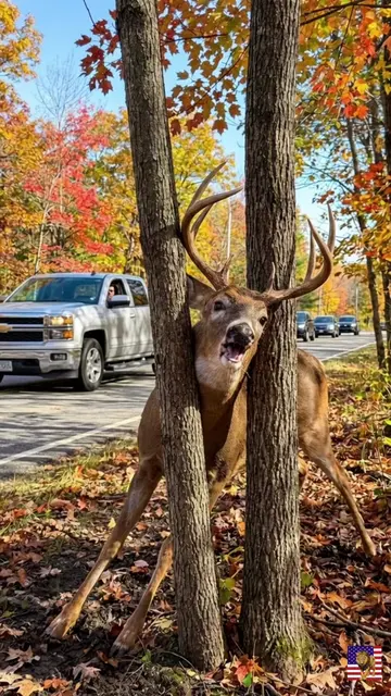 His Antlers Were Locked Between Two Trees. Dozens of Cars Drove Right Past #anim