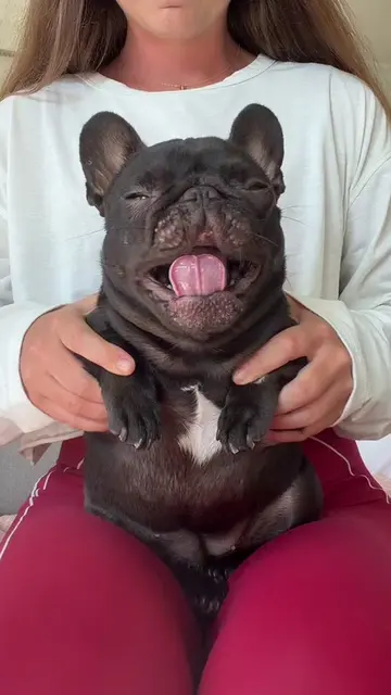 mabel just wants to dance! #dance #mabelthefrenchie #frenchbulldog #frenchie #ca