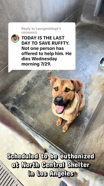 Replying to @Laurgentdogs Ruffty #A2263401 desperately needs a hero at North Cen