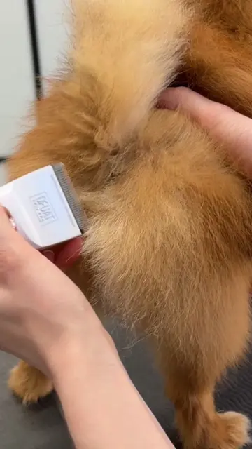 Cutting cleaning and grooming this puppy was fun #grooming #doggrooming #dog #gr