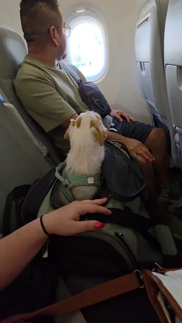 TLDR: Flying my dog to Mexico with @Volaris official  🐶✈️🇲🇽 Flying TO Mexico: