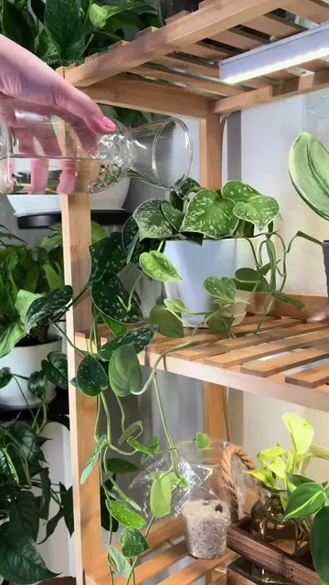 You’re probably watering at least one of these too often… 👀🌿💧 Save this for y