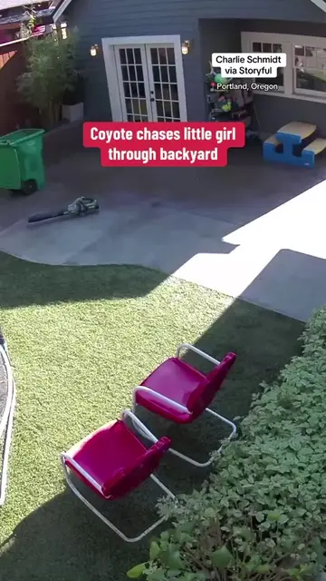 Terrifying moment a coyote chased a little girl through her backyard in Portland