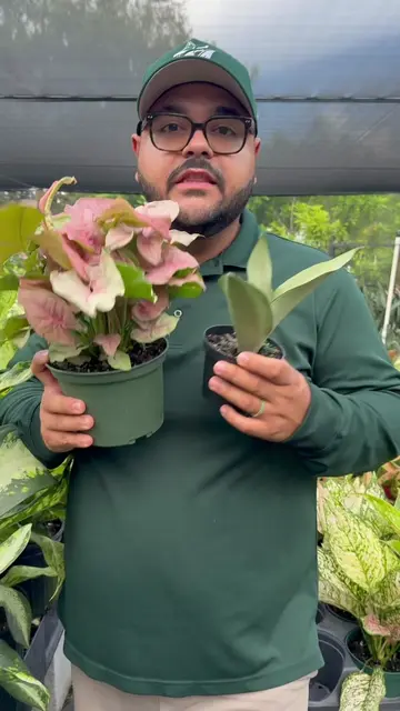 🚨 LIMITED-TIME BUY ONE, GET ONE FREE HOUSEPLANT SALE! 🚨 If you’ve been looking