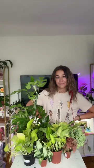 oops! #plantsoftiktok #houseplants #PlantTok #houseplantsoftiktok #haul @Strader