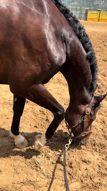 Rolling is so great for the ponies at horse shows! #farmlife #horsegirl #fypシ #r