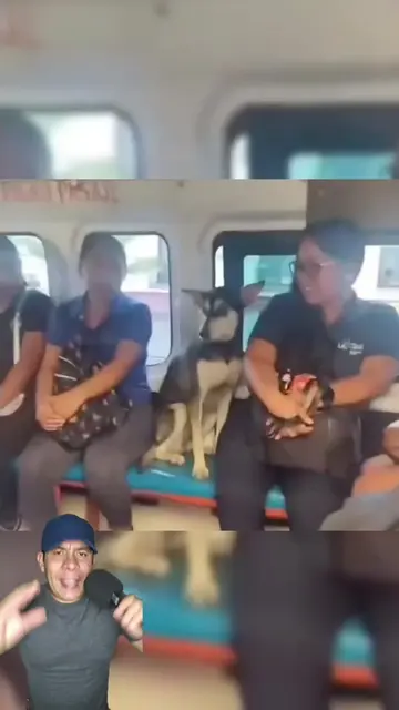 Una perrita sin hogar encontró un asiento en el transporte público 🐶❤️🚍 #dog #