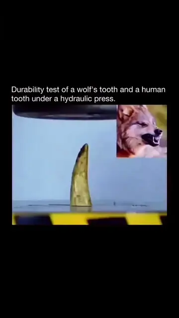 hydraulic press slowly applies massive pressure on a sharp wolf tooth causing it