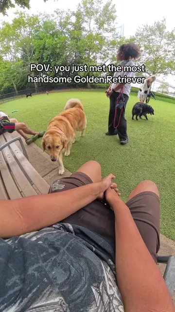 his name is Dante 🥺 #dog #dogvideo #DogTraining #dogs #dogvideos 