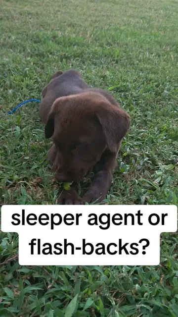 hahaha what do we make of this!? 🧡🐾 #puppylife #grasspuppy #dogmom #cow #dogso