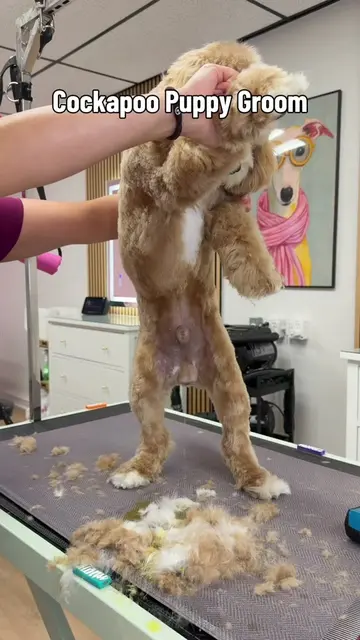 I think Hermes relaxed way too much 🤣🤎 #dogsoftiktok #doggrooming #puppy #cock