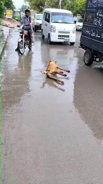 Hearing a cry, I saw ….. #animals #dog #dogsoftiktok #rescue #rescuedog 