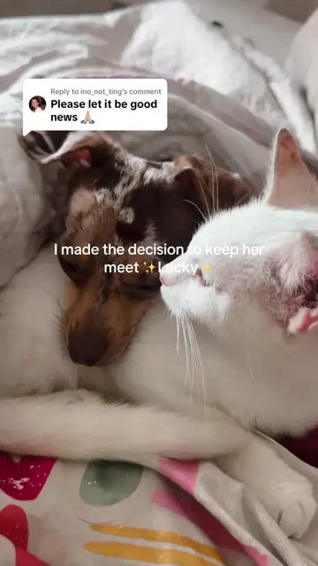 Replying to @ino_not_ting UPDATE FOR EVERYONE!!!! the vet said she was in heat a