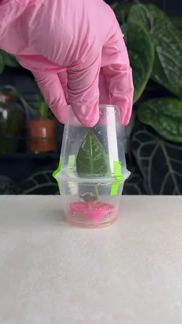 This Alocasia Regal Shield has been growing in this cup for four months… and I d