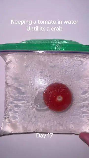 #viralchallenge #pleasedontflop #sciencefun #tomatoinwater #tomatoexperiment 