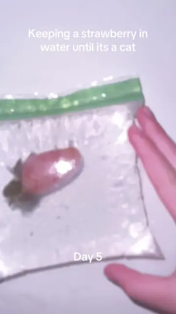 #viralchallenge #pleasedontflop #sciencefun #strawberryinwater #strawberryexperi